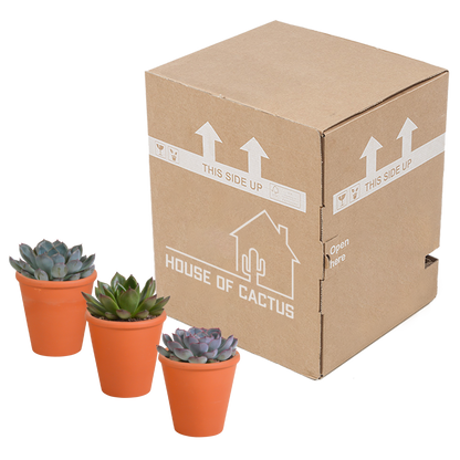 Echeveria mix 8.5 cm - 3x - in terracotta pot