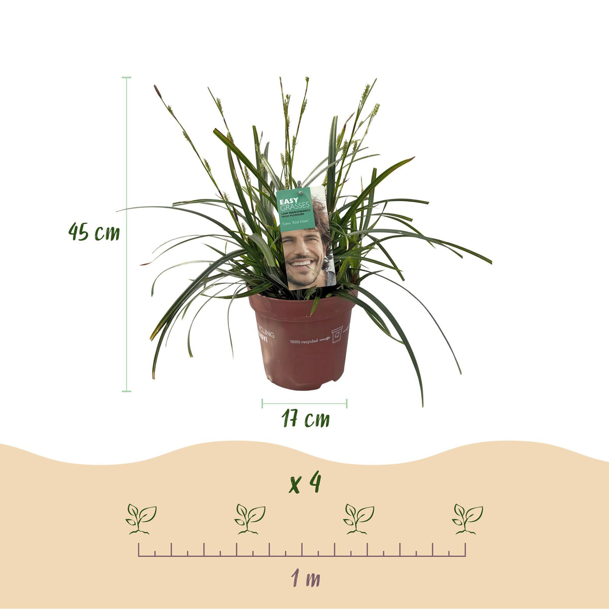 Siergrassen - Carex oshimensis Intense Green - Groen - 2 Planten - Bladhoudend - Weinig Onderhoud - Pot 17cm Hoogte 50cm