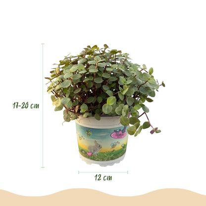 Kamerplant - Calissia repens - Kattengras - Huisdiervriendelijk - Groen - 1 Plant - met Potter Wit - Pot 12cm - Hoogte 17-20cm