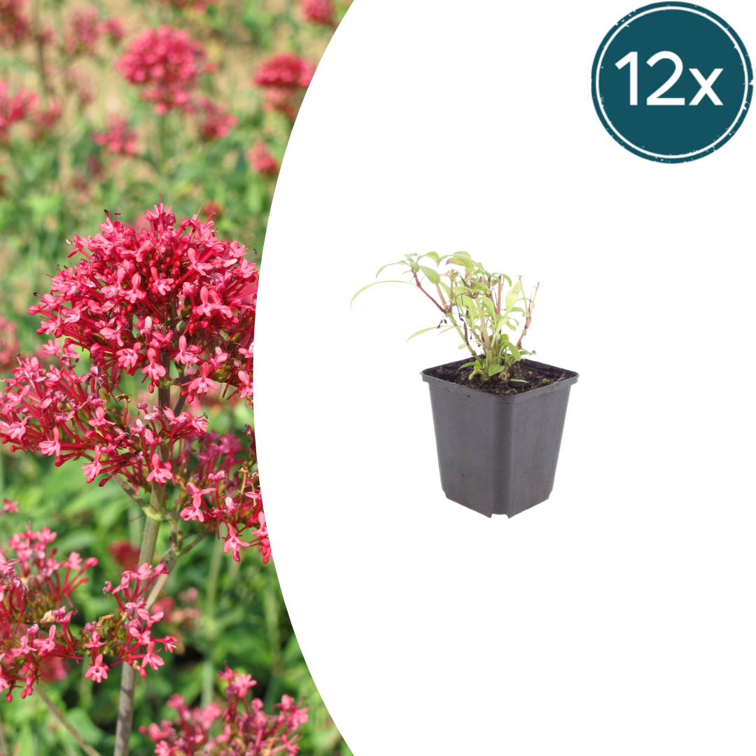 12x Centranthus ruber 'Coccineus' - ↕10-25cm - Ø9cm