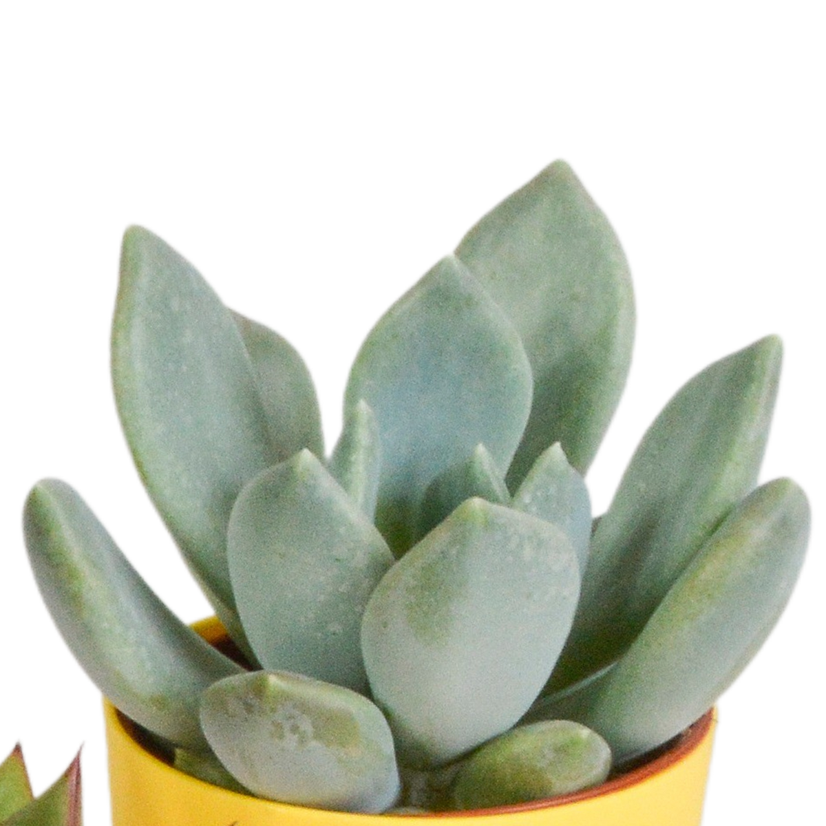 Vetplanten mix 5.5 cm - 5x - in gekleurde plasticpot
