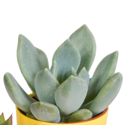 Vetplanten mix 5.5 cm - 5x - in gekleurde plasticpot