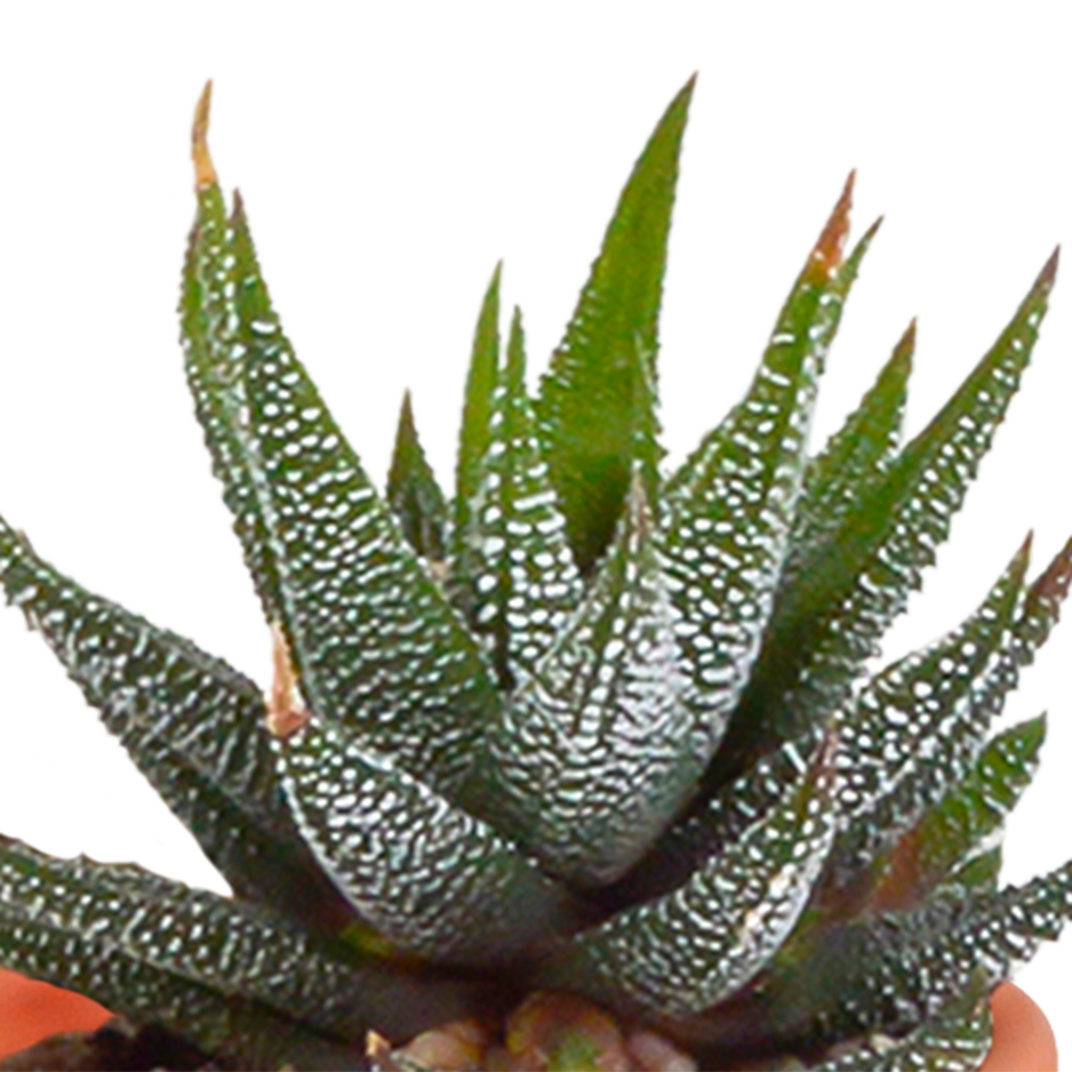 Cactus en vetplanten mix 5.5 cm | 15 stuks - zonder pot
