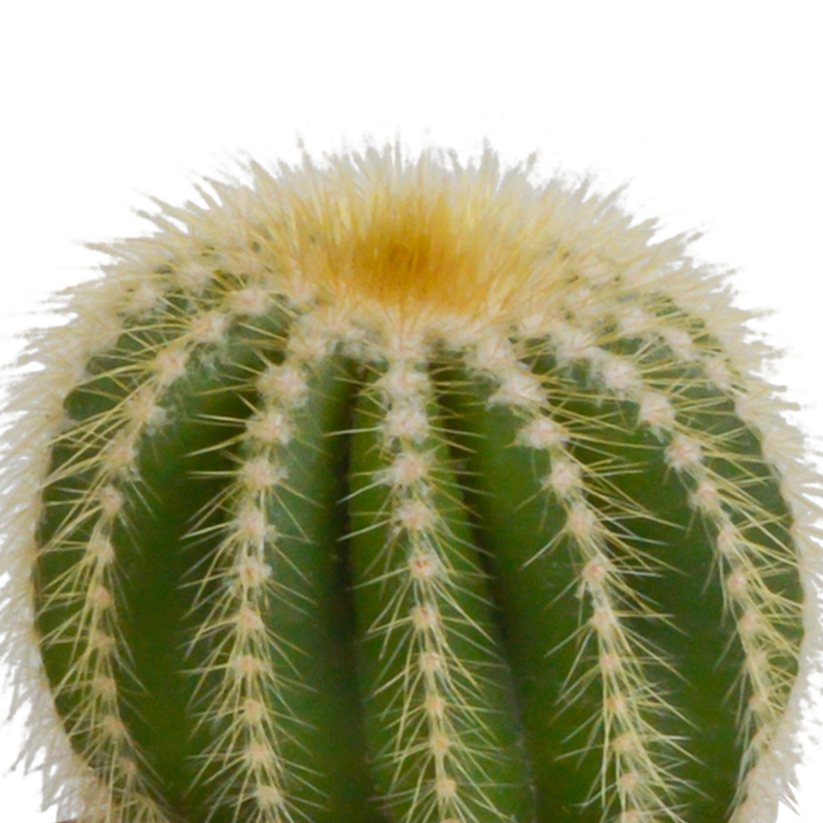 Bolcactus mix 8,5 cm | 3 stuks - zonder pot