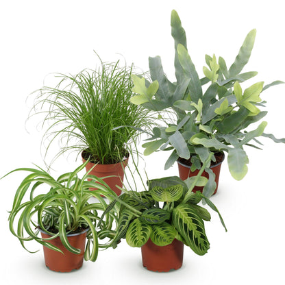 Kamerplant - Chlorophytum - Cyperus - Phlebodium - Marantha - Mix van 4 - Huisdiervriendelijke Planten - Groen - 4 Planten - Pot 12cm - Hoogte 25cm