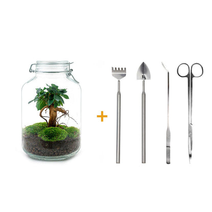 DIY terrarium - Jar - Ficus Ginseng bonsai - ↕ 28 cm - Rake + Shovel + Tweezer + Scissors