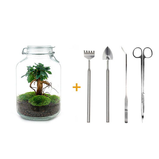 DIY terrarium - Jar - Ficus Ginseng bonsai - ↕ 28 cm - Rake + Shovel + Tweezer + Scissors