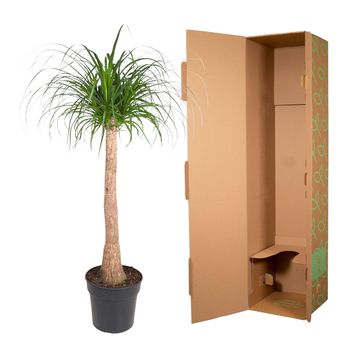 Beaucarnea stam - 120 cm - ø32