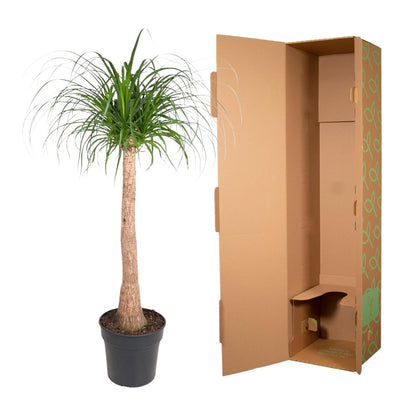 Beaucarnea stam - 120 cm - ø32