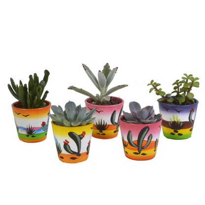 Vetplanten mix 5.5 cm - 5x - in Mexicaanse pot