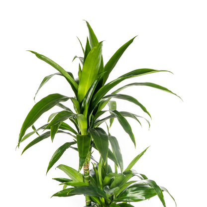 Dracaena Deremensis Lisa Ø24cm - ↕130 - 150cm