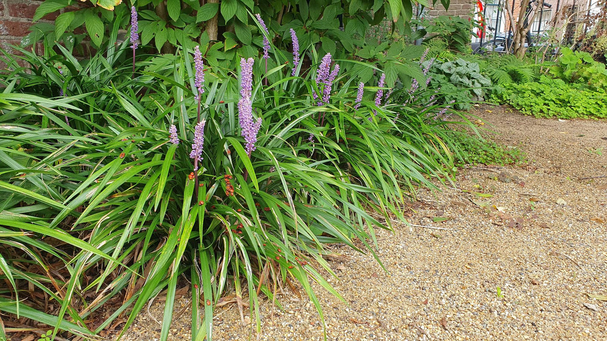 60x Liriope muscari 'Ingwersen' - ↕10-25cm - Ø9cm