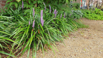 60x Liriope muscari 'Ingwersen' - ↕10-25cm - Ø9cm