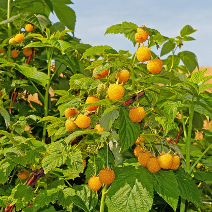 Fruitplant - Framboos - Rubus idaeus Fallgold  - Gele Framboos - 2 planten -  Pot 11cm Hoogte 40cm