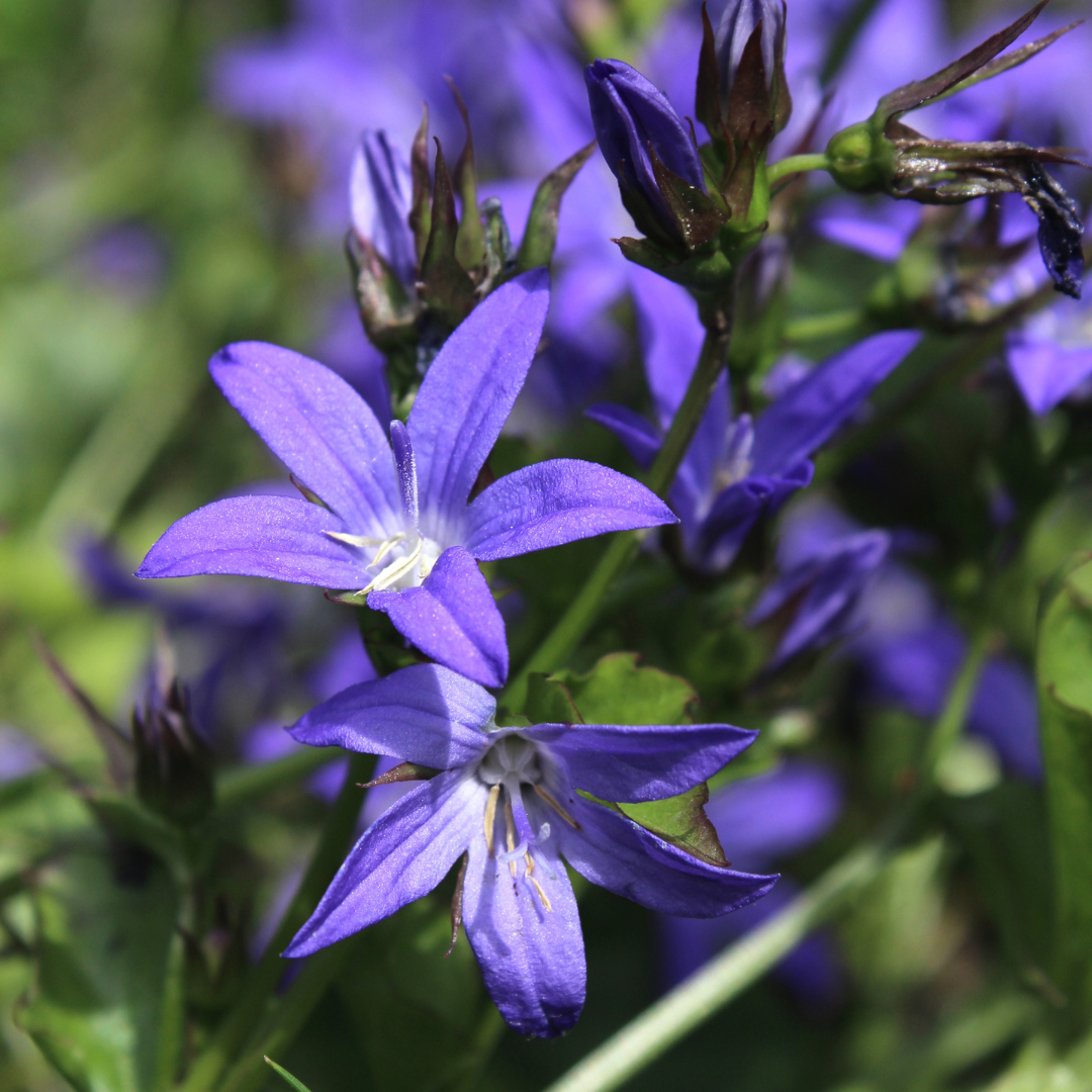 12x Campanula poscharskyana - ↕10-25cm - Ø9cm