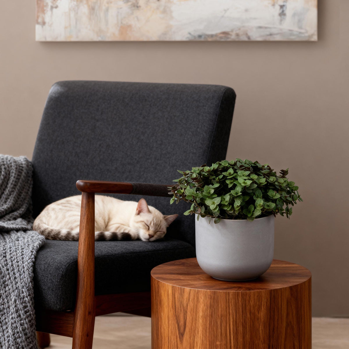 Kamerplant - Calissia repens - Schildpad plant - Huisdiervriendelijke Plant - Groen - 1 Plant - Pot 12cm - Hoogte 14cm
