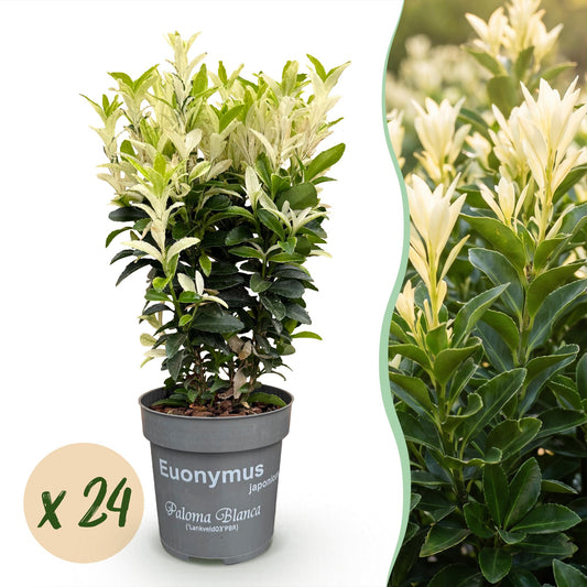 24x Euonymus japonica Paloma Blanca - Kardinaalsmuts - Haagplanten - Groenblijvend - Groen - Wit - Pot 9cm - Hoogte 20-30cm
