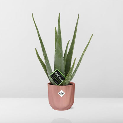 Aloe Vera 12cm in ELHO Vibes Fold 14cm roze