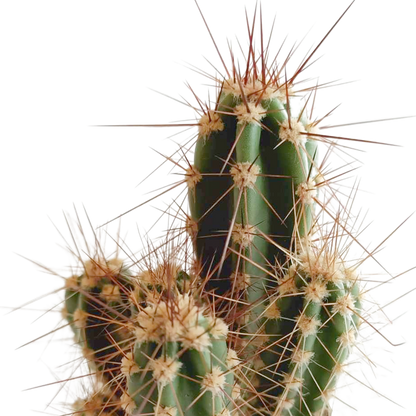 Cactus mix 5.5 cm - 5x - in Mexicaanse pot