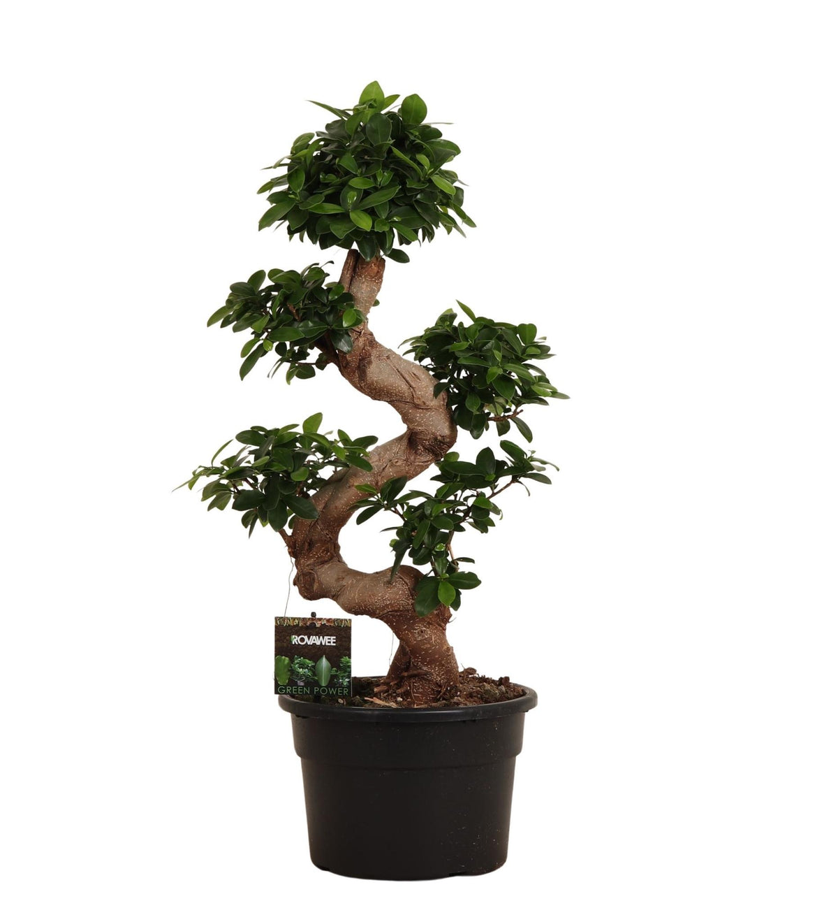 Ficus Microcarpa Ginseng - 80 cm - Ø27cm