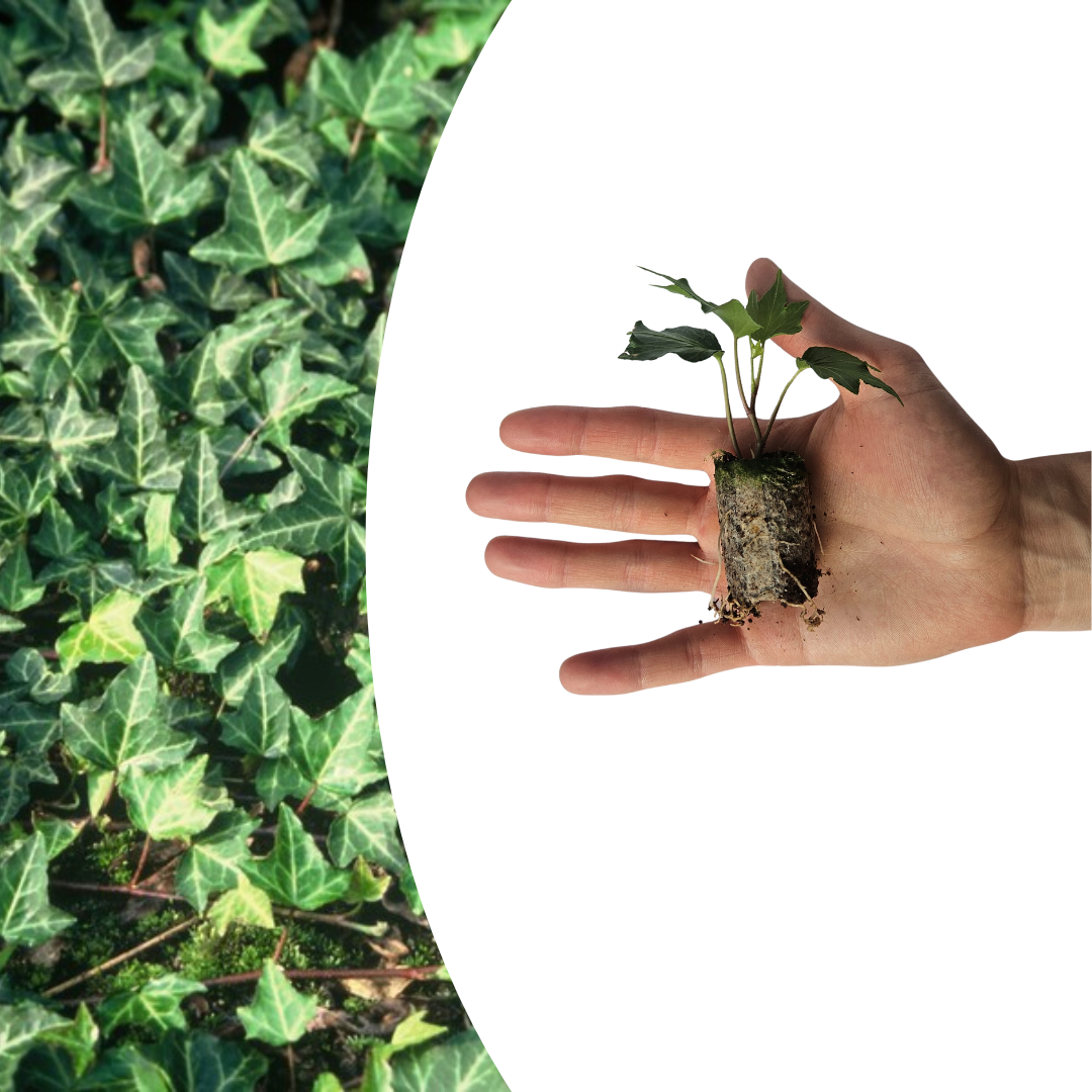 Hedera 'Green Ripple' – 6 Pluggen | Kweek & Geniet van de Mooie Klimplant