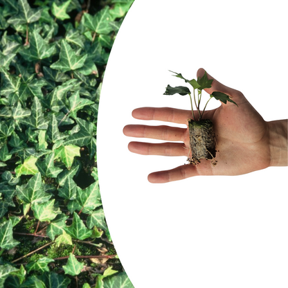 Hedera 'Green Ripple' – 6 Pluggen | Kweek & Geniet van de Mooie Klimplant