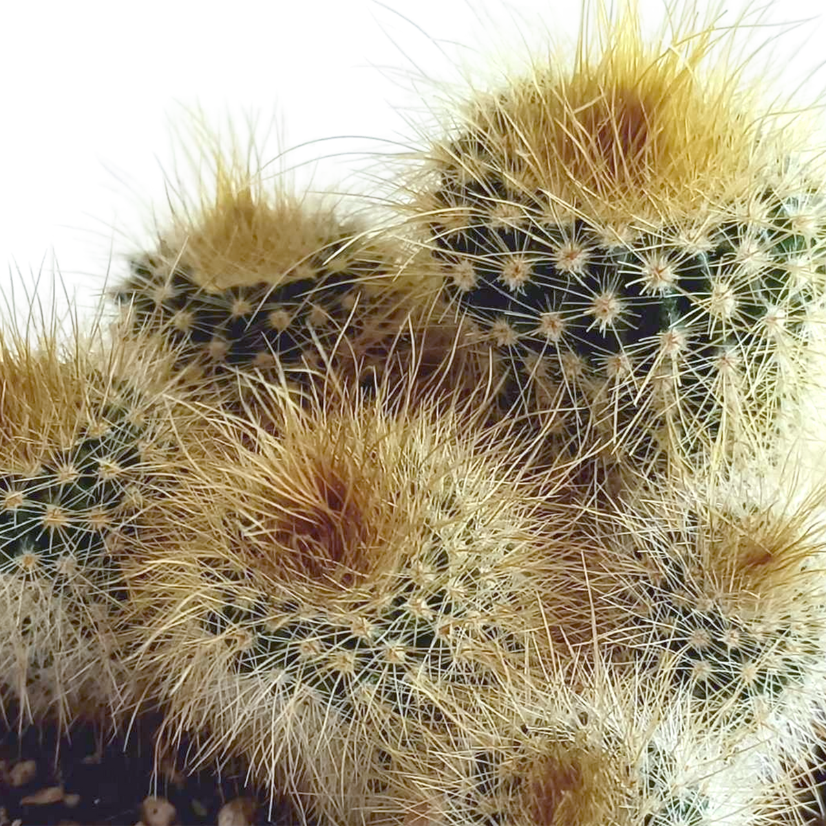 Cactus mix 5.5 cm - 5x - in Mexicaanse pot