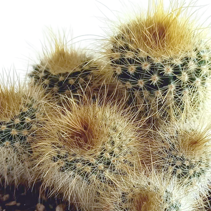 Cactus mix 5.5 cm - 5x - in Mexicaanse pot