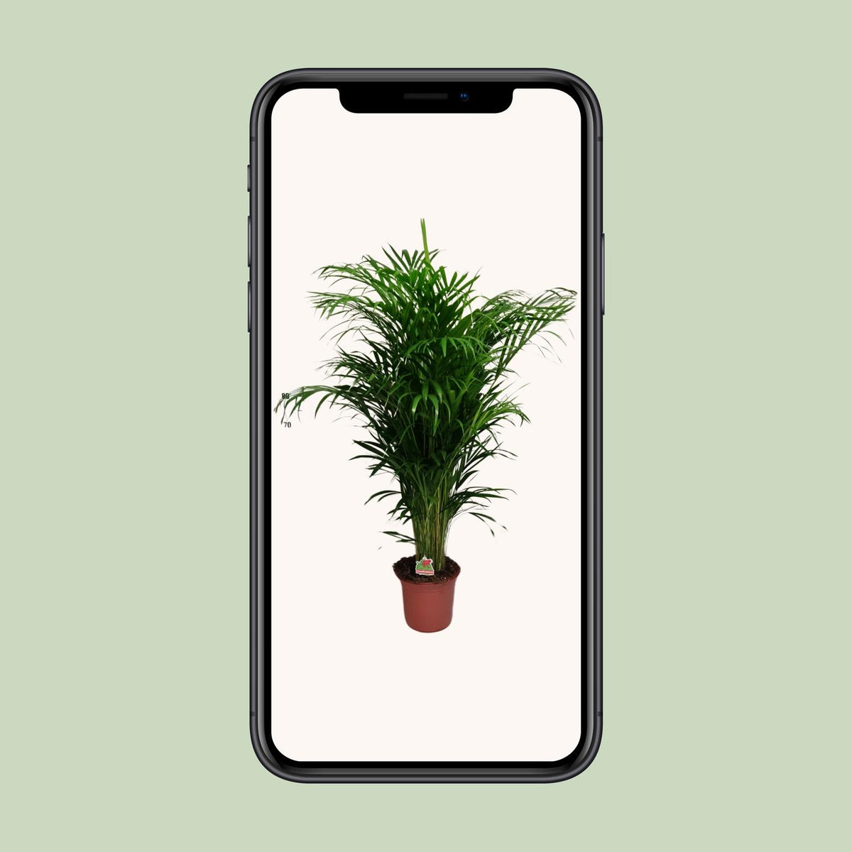 Dypsis Lutescens - Ø24cm - ↕125cm