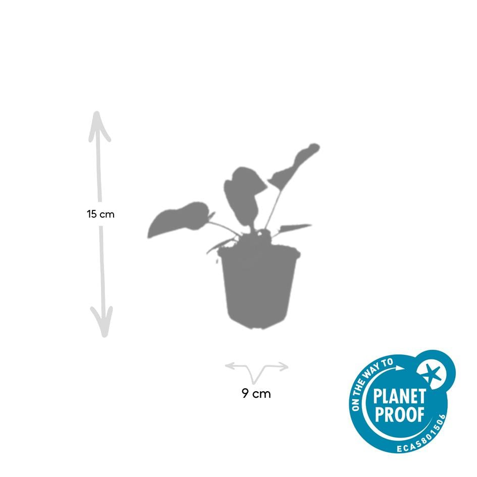 6x Phlomis russeliana - ↕10-25cm - Ø9cm