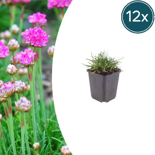 12x Armeria m. 'Splendens' - ↕10-25cm - Ø9cm