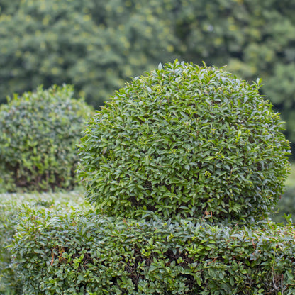 Haagplanten - Ligustrum ovalifolium -  blad groen - 6 planten - 1 strekkende meter - groenblijvend - pot 17cm hoogte 55cm
