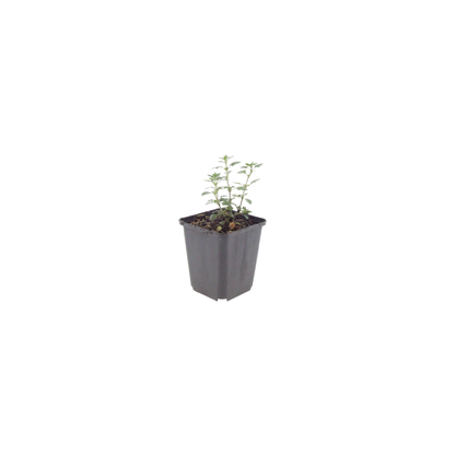 12x Teucrium lucidrys - ↕10-25cm - Ø9cm