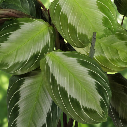 Kamerplant - Maranta Fascinator Silverband - Gebedsplant - Huisdiervriendelijke Plant - Groen - 2 Planten - met Mand - Pot 12cm - Hoogte 25cm