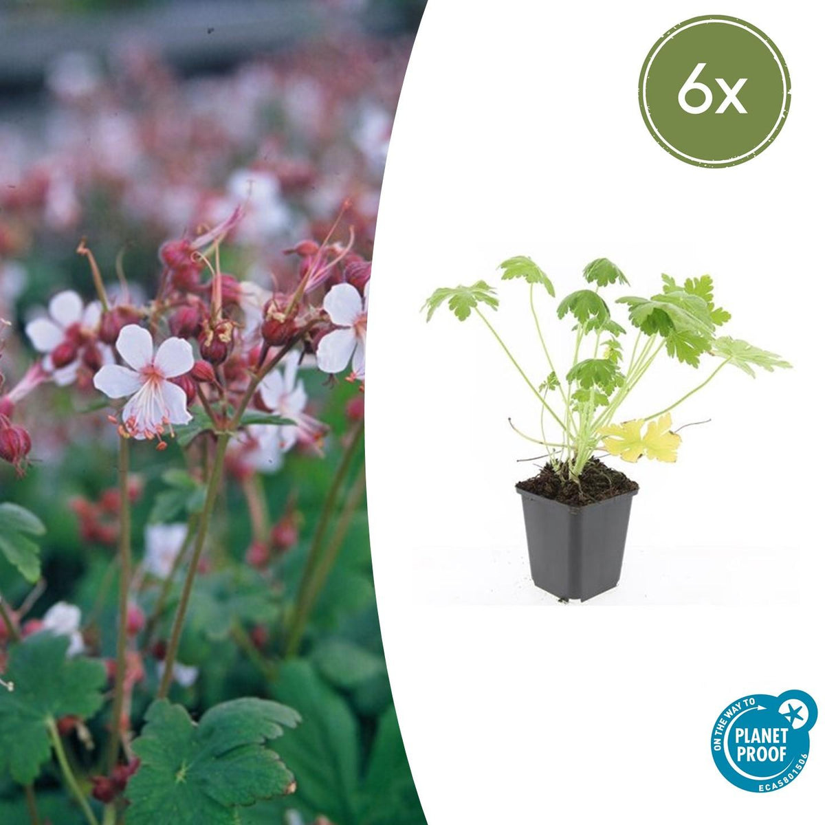 6x Geranium macr. 'Spessart' - ↕10-25cm - Ø9cm