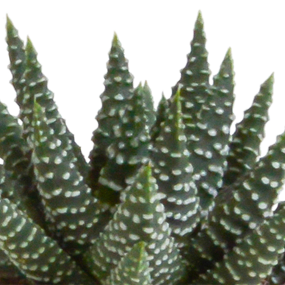 Gasteria/Haworthia mix 5,5cm - in witte pot - 5x