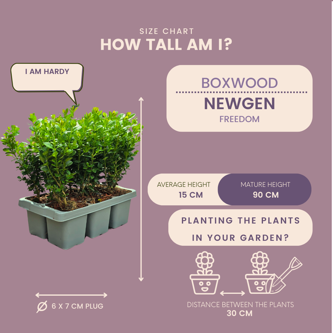 "Buxus NewGen Freedom 6-Pack – Winterharde Groenblijvende Struiken 6 x Ø7 cm - ↕15 cm | Compacte Buxus"
