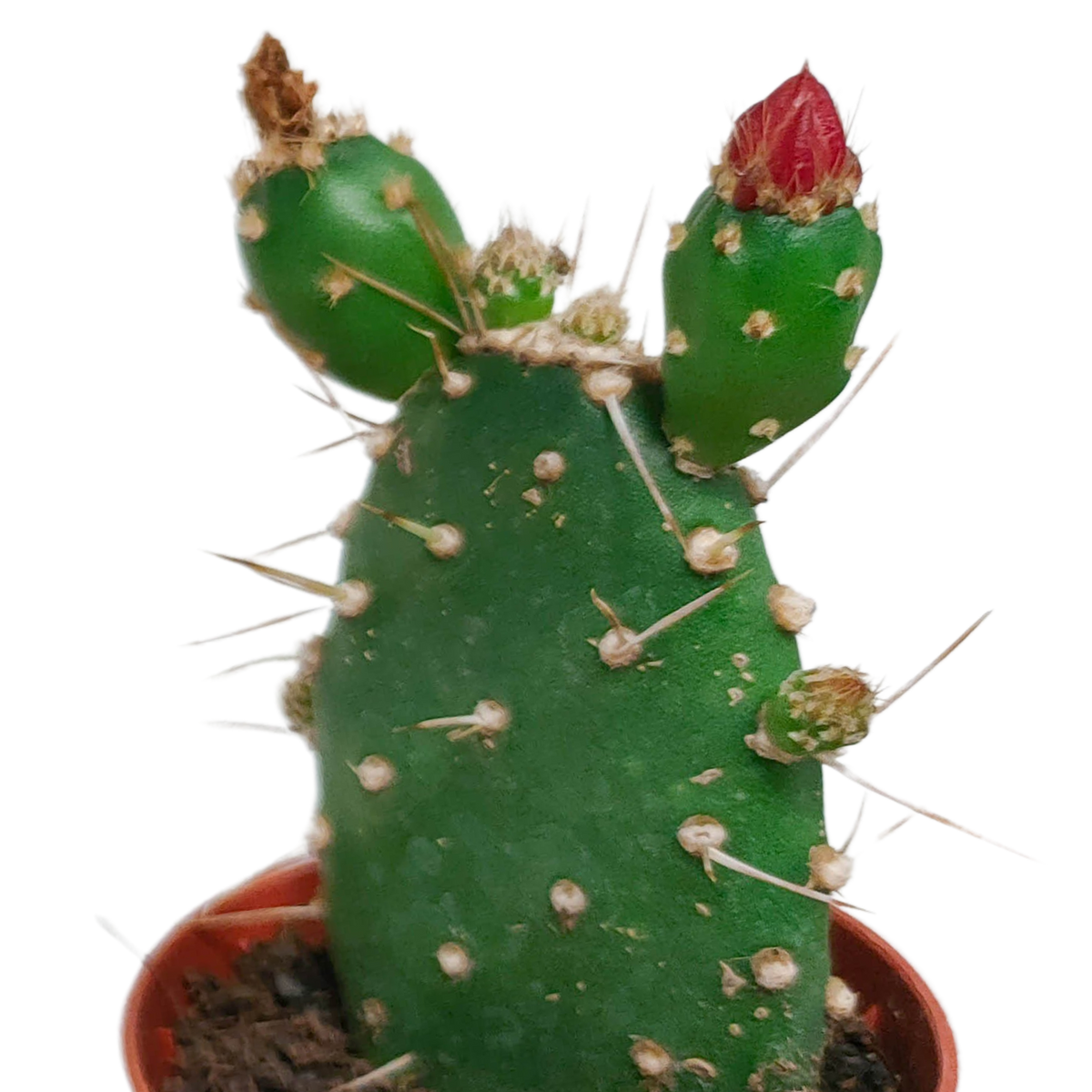 Cactus mix 5.5 cm - zonder pot bloeiend - 5x