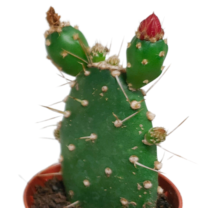 Cactus mix 5.5 cm - zonder pot bloeiend - 5x