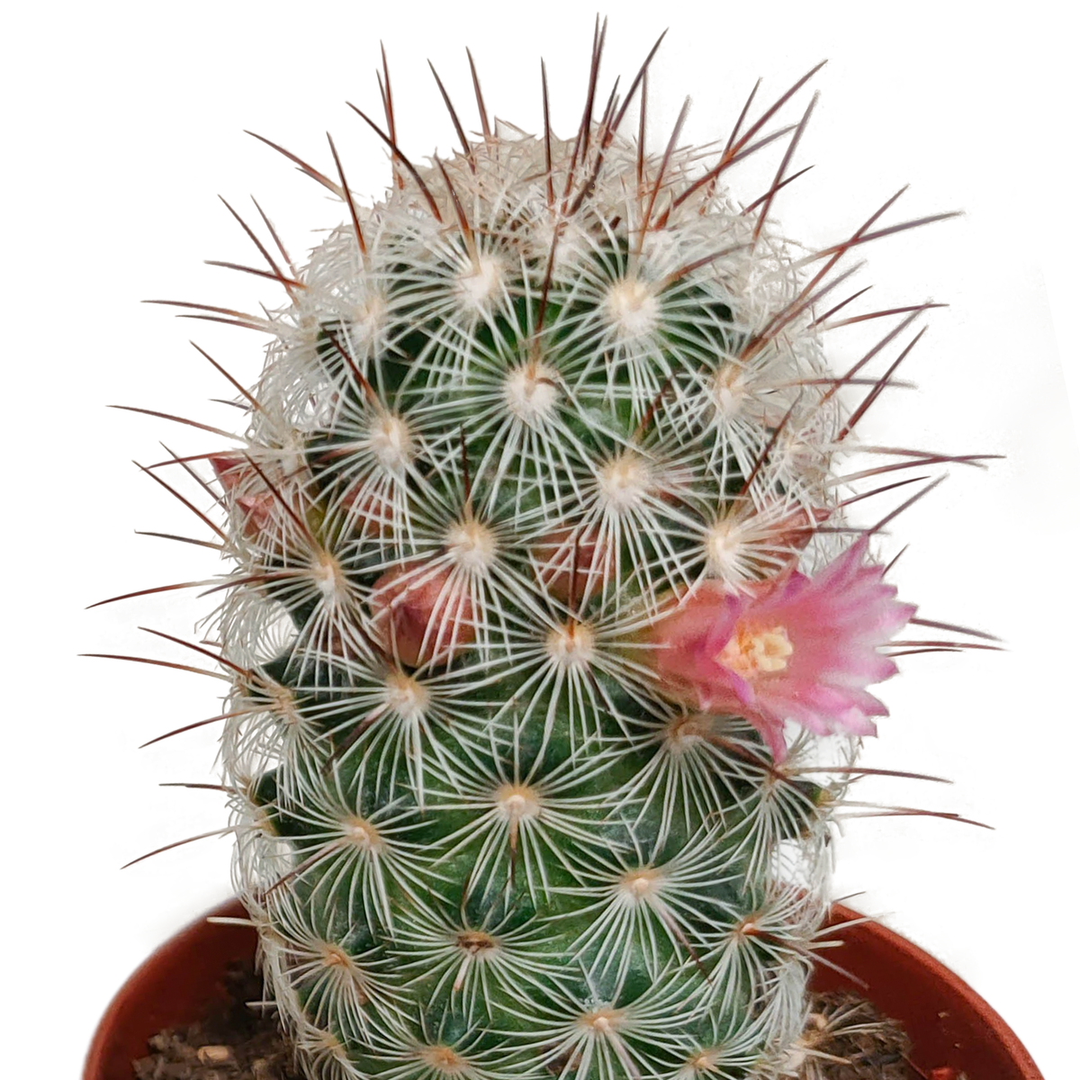 Cactus mix 5.5 cm - zonder pot bloeiend - 5x