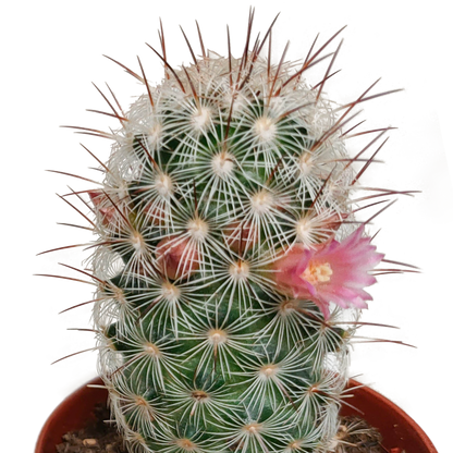 Cactus mix 5.5 cm - zonder pot bloeiend - 5x