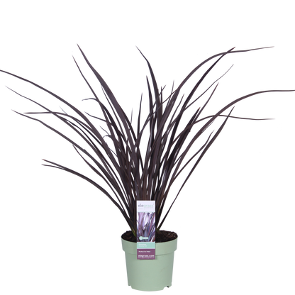 Phormium 'Rubra Nana' - Ø14cm - ↕50cm