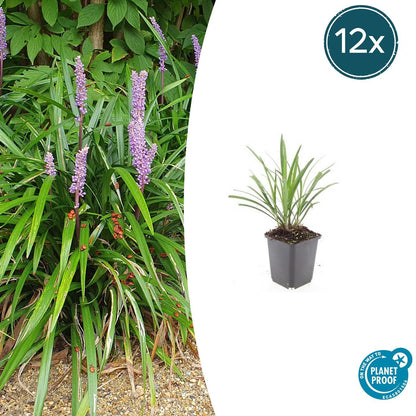 12x Liriope muscari 'Ingwersen' - ↕10-25cm - Ø9cm