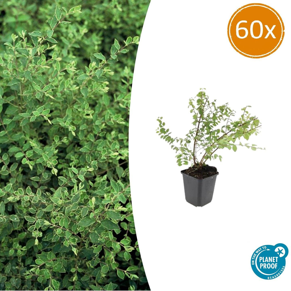 60x Symphoricarpos ch. 'Hancock' - ↕10-25cm - Ø9cm