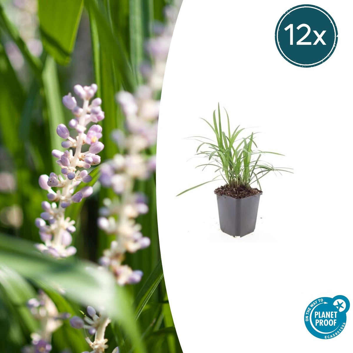 12x Liriope muscari 'Monroe White' - ↕10-25cm - Ø9cm