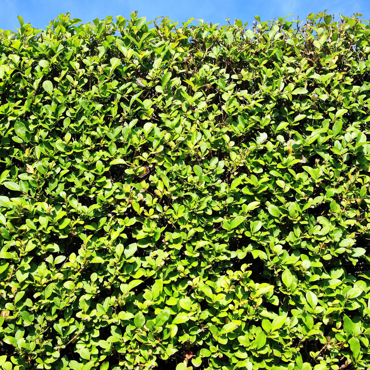Haagplanten - Ligustrum ovalifolium -  blad groen - 6 planten - 1 strekkende meter - groenblijvend - pot 17cm hoogte 55cm