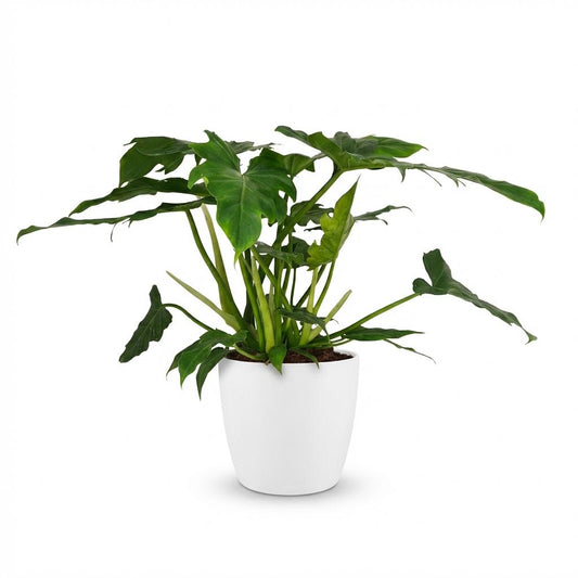 Kamerplant - Philodendron - Philodendron Lacerum - Groen - Weinig onderhoud - 1 Plant - met Potter Wit - Pot 19cm - Hoogte 65cm