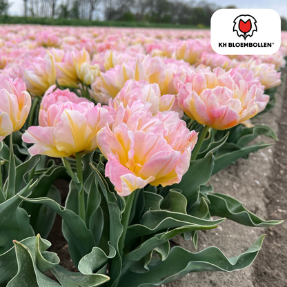 Tulpenbollen Password – 20 Stuks | KH Bloembollen® | Roze Dubbelbloemige Tulp – Vol, Zacht & Romantisch – Voor Tuin of Pot – Maat 11/12 – Vers van de Teler