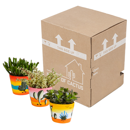 Crassula mix 10,5 cm - 3x - in Mexicaanse pot