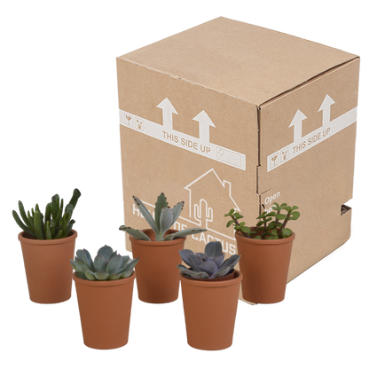 Vetplanten mix 5.5 cm - 5x - in terracotta pot